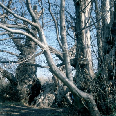 Il Castagno dei Cento Cavalli, nel territorio comunale di Sant’Alfio, in Sicilia