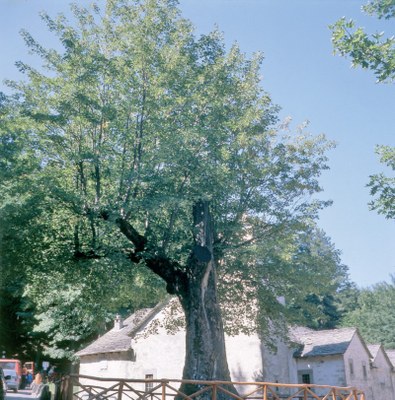 L’Acero del Santuario di Madonna dell’Acero.